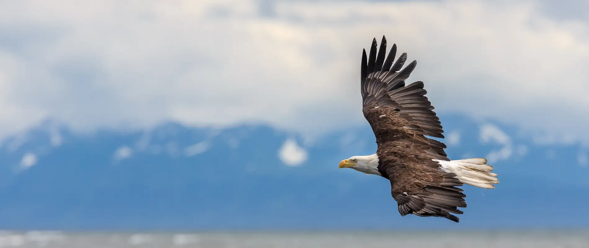 Eagle flying over Alaska